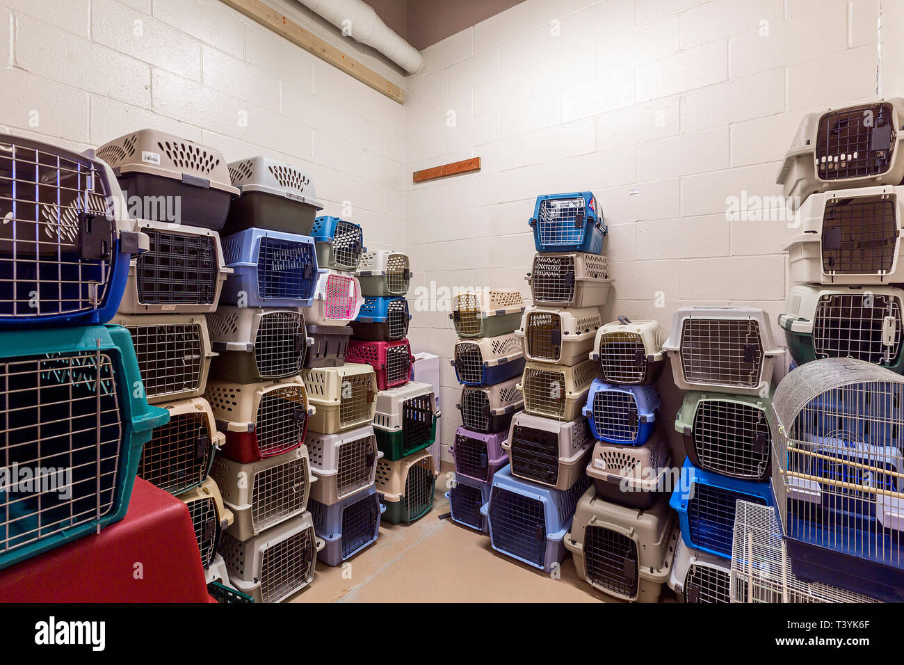View of Animal shelter crates hi-res stock photography and images - Alamy