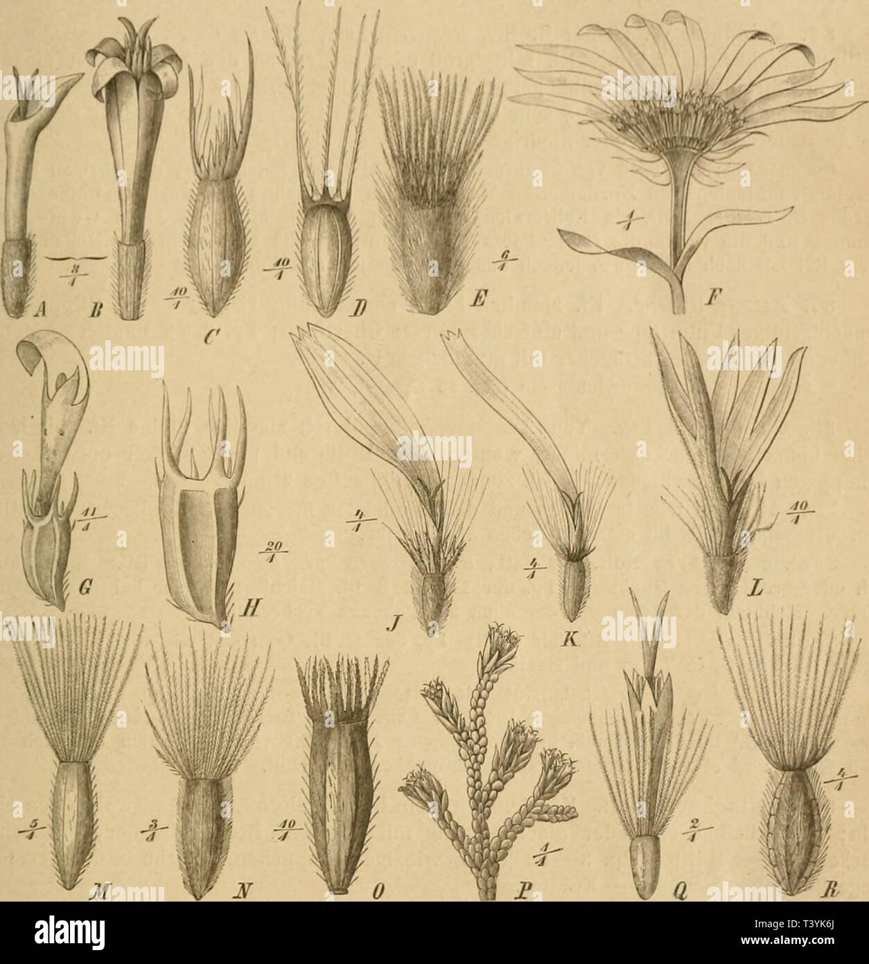 Archive image from page 360 of Die Natürlichen Pflanzenfamilien  nebst. Die Natürlichen Pflanzenfamilien : nebst ihren Gattungen und wichtigeren Arten, insbesondere den Nutzpflanzen  dienatrlichenp44engl Year: 1887  Cuinpusilue. vllolVinaiin., 1 r OD l'appiishoislcMi lieihi}.', zioinlicli fileicli lang; Fr. zusaiiiiuengedrückt Conyzinae iChrysoconia], -[-7 B. lieral)laufeiul Conyzinae (Heleromma). ♦*** l'll. ans Siideiiropa mlcr Aii'ii Asteriuar Asler).    Fig. S2. A, B Q und g Bl. von OijiniiosiJeiina glutinosum (Spr.) Less. — C Leere Fr. von Xanthocephaliim nym- nospennoides (A. Gr.) Ueuth. Stock Photo