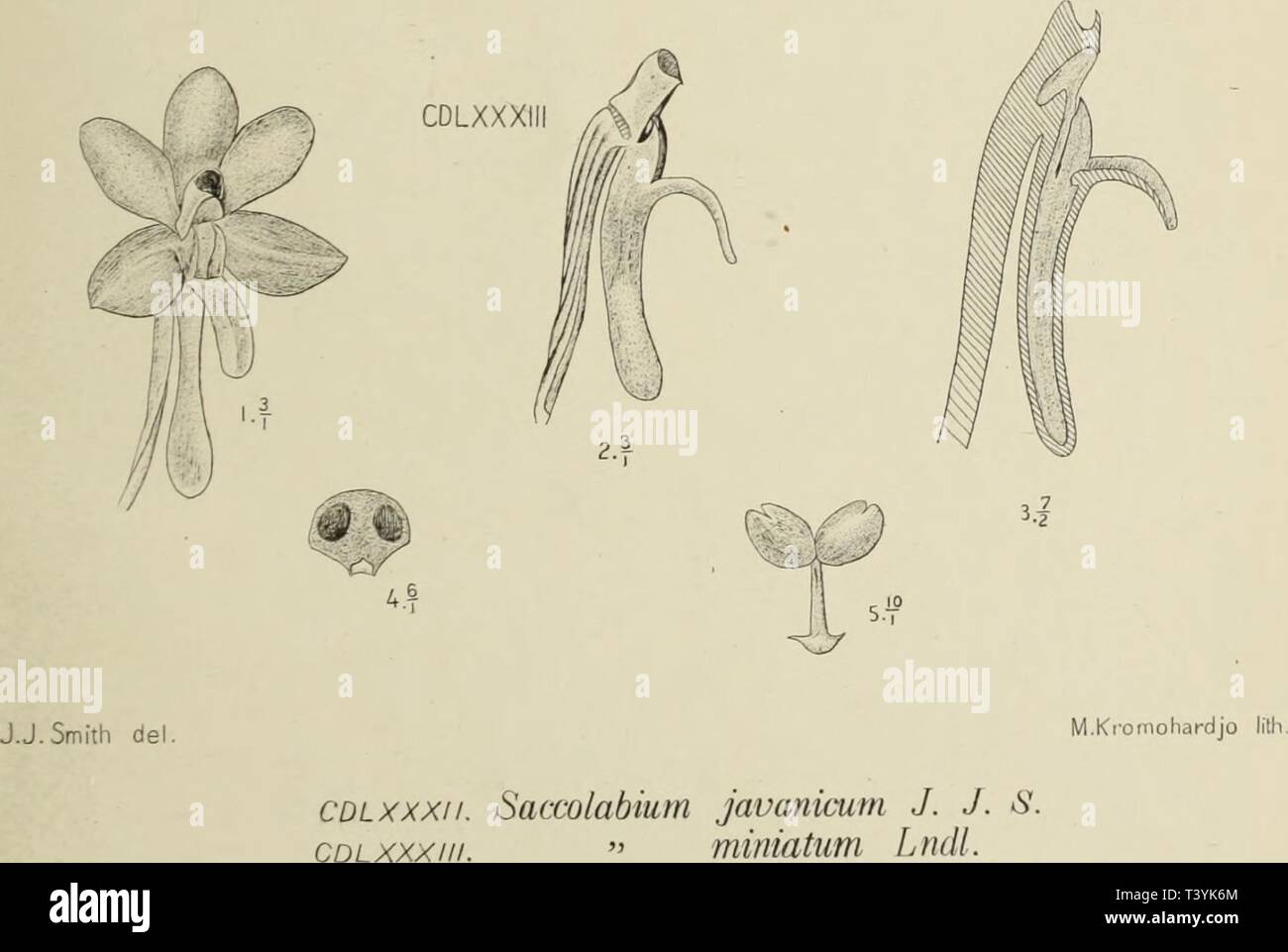 Archive image from page 360 of Die orchideen von Java (1905). Die ...