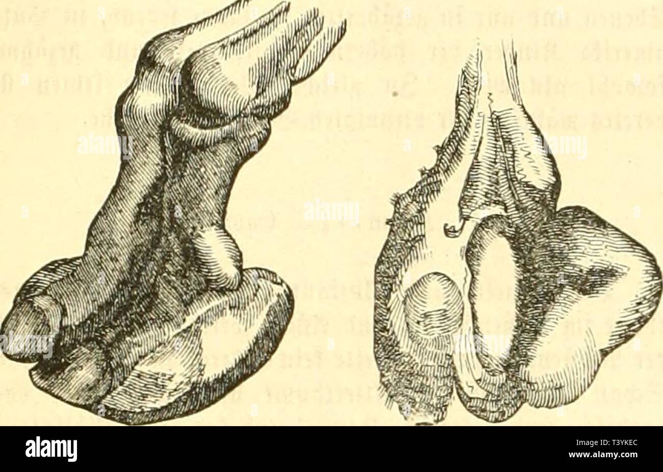 Archive image from page 371 of Die Naturgeschichte des Thierreichs (1859). Die Naturgeschichte des Thierreichs  dienaturgeschich01gieb Year: 1859  358 Öiüifictbicre. berer imi) biccinförmijifton, ctcflcn 3Bü|lcucifn vin ?(llcm nötbifl iit. Iiic flciiicn Cbvcn (Hnvc.'ii fidi in (aim'iiiiu-ni viel. Ticv .$iik nuulit aiuJliiimpü' einen tiefen inien, itnb ter Seil' i(t inrin'i(ileicl)juiTshöfute »langen Xhieveö jii fnrj, rcriinftiiltct nodi tnrrt) oieuHiltije jNettlu'cfcv. 'n ((fquaftetc dnininä tängt tu« auf fcn .§actcn Iicrat» iinC tie Alanen (Rijnv (ilO. (117) (Inb nidu iefvaltcn, Die 4''nfc  Stock Photo