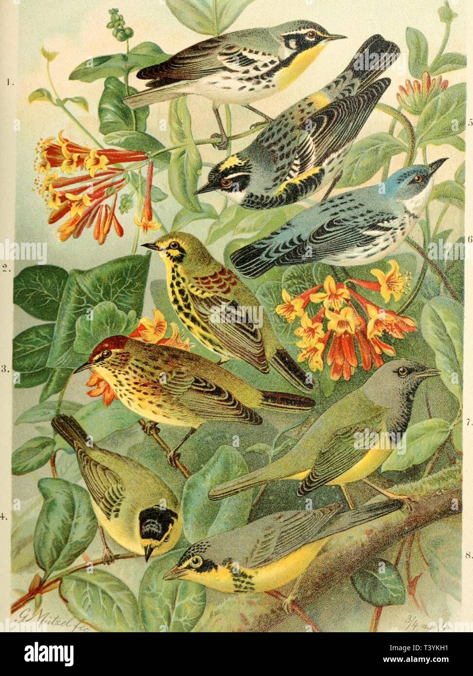 Archive image from page 374 of Die Nord-Amerikanische Vogelwelt (1889). Die Nord-Amerikanische Vogelwelt  dienordamerikani10nehr Year: 1889  l.DENDROICA DOMIMCA Baiicl •2.DI-XDR0ICA DISCOLOR Baiid. :?.DENI)ROirA PALMARUM Baii-d. +. SyjAAXIA Pl'SILLA Null. .). DKXDROKA COROXATA Gray. 6. DKXDROICA Ci5,RULEA Baü-d. 7. (JKOTHLYPIS PHILADELPHIA Bnird. K. SYLVAXIA ('ANAI)EXSIS RUUnv. gell;,.;;.;-.;-  PRAIRIESÄNGER PALMENSÄNGER ZWERGSÄNGER KRONSÄNGER BLAUSÄNGER TRAUERSÄNGER GÜRTELSÄNGER iellow-throated Warbier Prairie Warbier. Palm Warbier. Wilson's Warbier. Myrtle Warbier. Cerulean Warbier. Mournin  Stock Photo