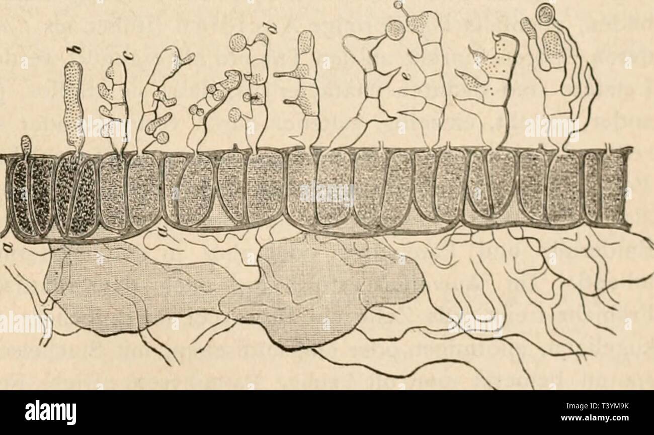 Archive image from page 414 of Die pilze in morphologischer, physiologischer,. Die pilze in morphologischer, physiologischer, biologischer und systematischer beziehung  diepilzeinmorpho00zopf Year: 1890  Rindenparenchym und Epidermiszellen aus dem Stengel von 1'acciniuin Vitis Idaea. Das Mycel ist intercellular und legt kurze, an der Spitze anschwellende Aeste an die Aussen-- wand der Zellen, die durch einen feinen Fortsatz durchbohrt wird, worauf sich im Innern der Zelle eine sackartige Saugwarze entwickelt. Unter den Oberhautzellen er- weitern sich die Hyphen keulenförmig aa. Saugwarzen b un Stock Photo