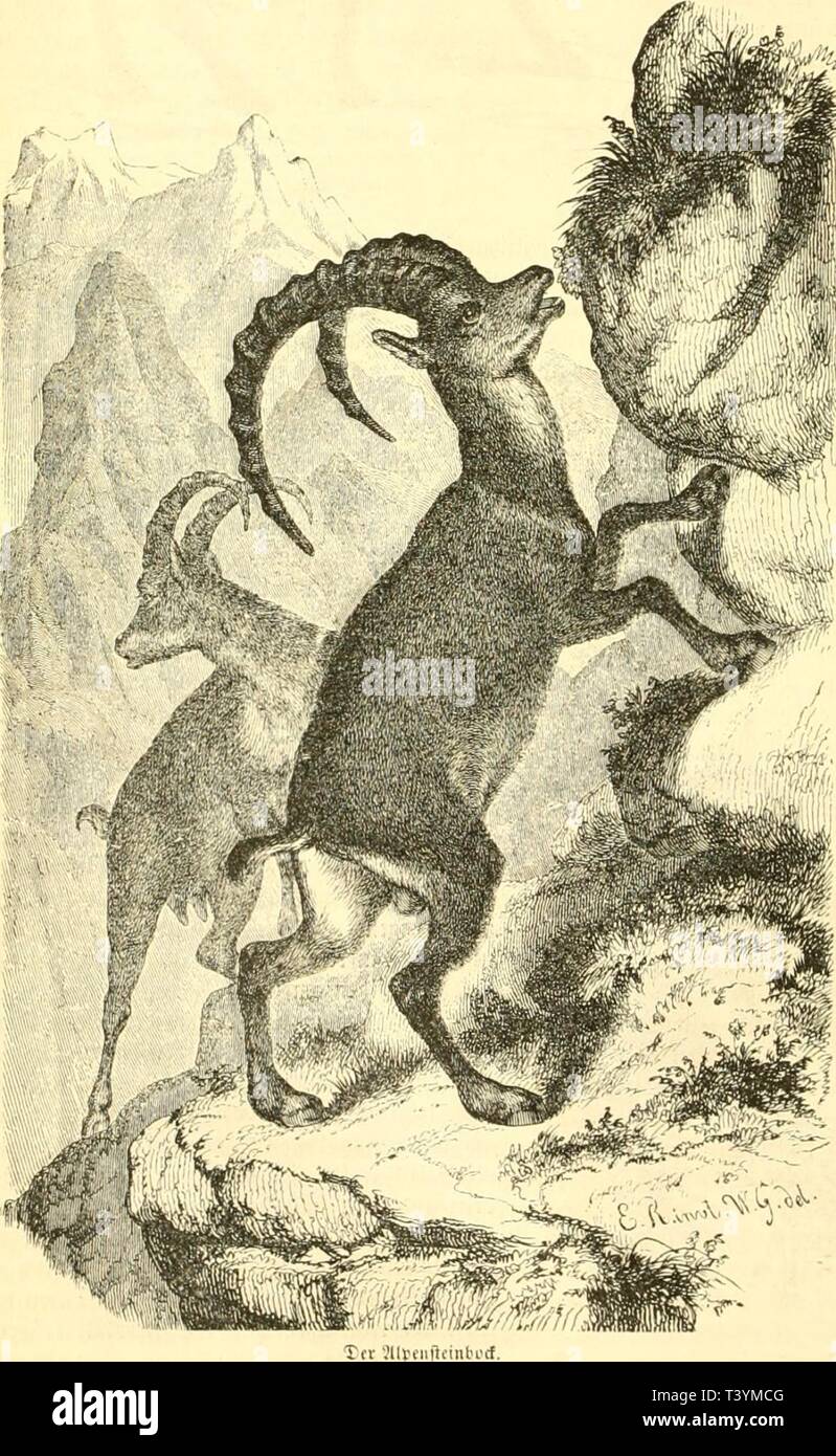 Archive image from page 419 of Die Naturgeschichte des Thierreichs (1859). Die Naturgeschichte des Thierreichs  dienaturgeschich01gieb Year: 1859  406 Ãiiuactbicrc. d)tn Ifunlcu rciticiit Hc lange glatli- iint fcfr tcircgÂ» licc 3i'';ic Ã¤fiiditiiiii], ferner ie heifiiiten BlÃ¤tter im faÃ¼er, Cie fch- .p-t'jie WaKcnt'difo, Me vier ii'iipveu ter red)ten unt smi fev Hufen un&gt;je. m 63e['i(i atev 1 mÃ¶dite eÃ¤ fdjii'er irerten einen ivefentlidjen Unterfdjief jivnfdKn Sdmf nnt 3ii's]c nadtjiiireifen. ÂieBifsKn leben iiinn- Me .lanje 'llteÃ¤seft nntSJorbÂ» amerifa ;ien'treiit, iiberod in bÃ¶ln-vn Stock Photo