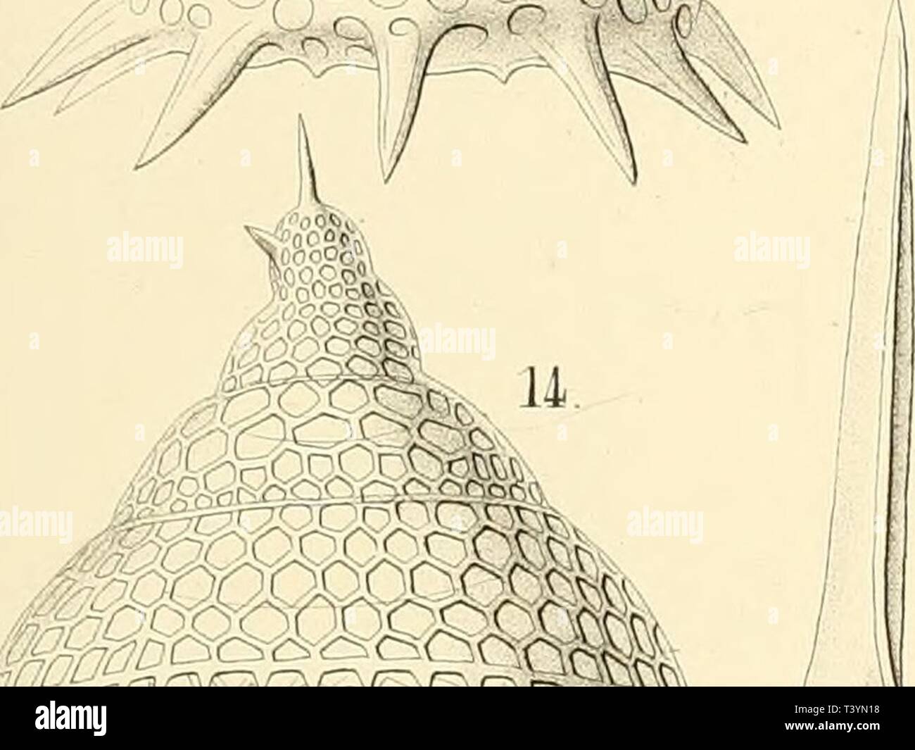 Archive Image From Page 448 Of Die Radiolarien Rhizopoda Radiaria Die Radiolarien Rhizopoda Radiaria Eine Monographie Dieradiolarienrh02haec Year 17 X Wrsp S Jy 13 Ooooa Ra O Ogoga W A Oa Oa Ogh Ffisfflp I Fv Rcc