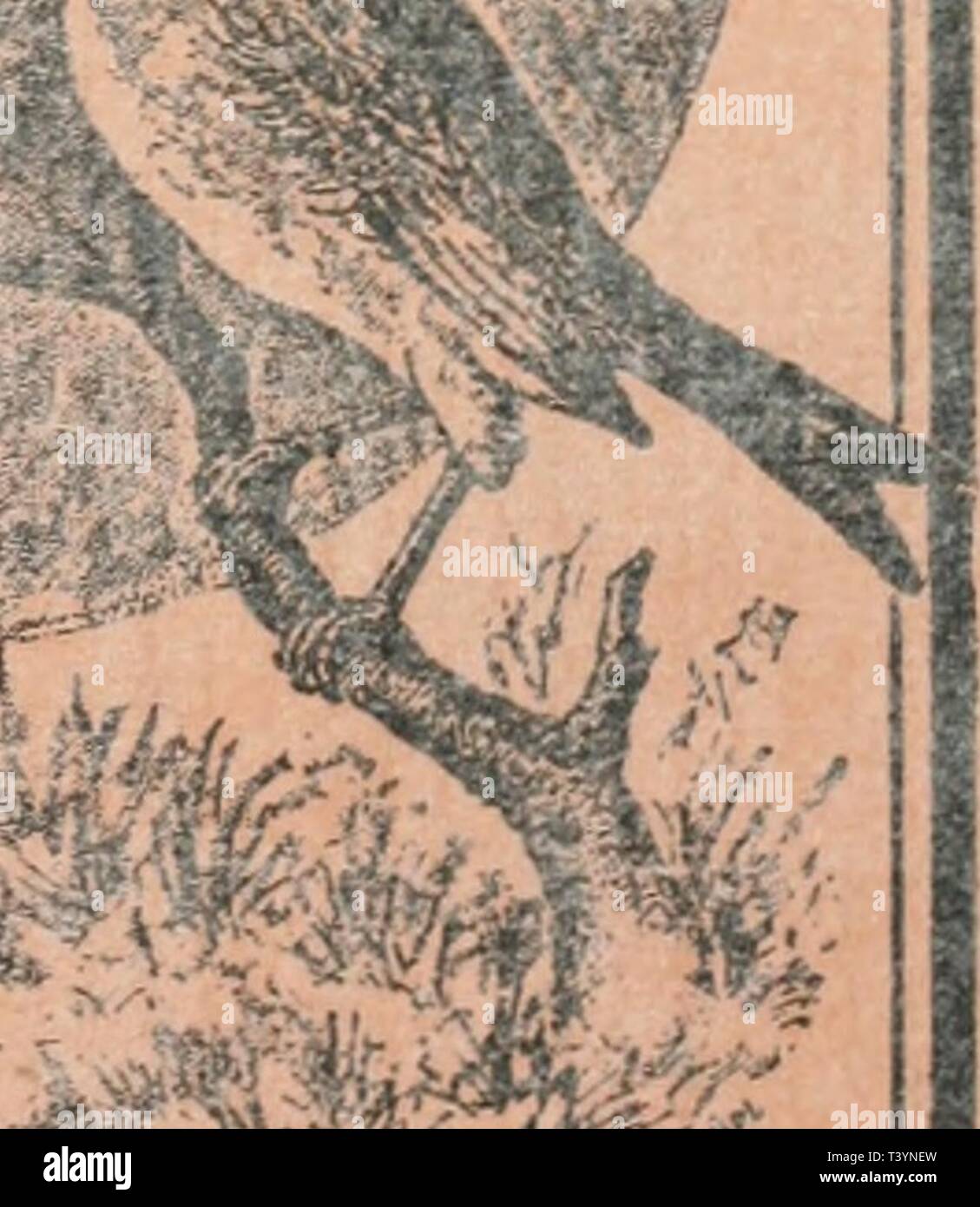 Archive image from page 471 of Die Nord-Amerikanische Vogelwelt (1889). Die Nord-Amerikanische Vogelwelt  dienordamerikani10nehr Year: 1889  Oi-V- p -rlKC yEILAQ VON &lt;3E0'BRUMDET 9. Haft. t Stock Photo