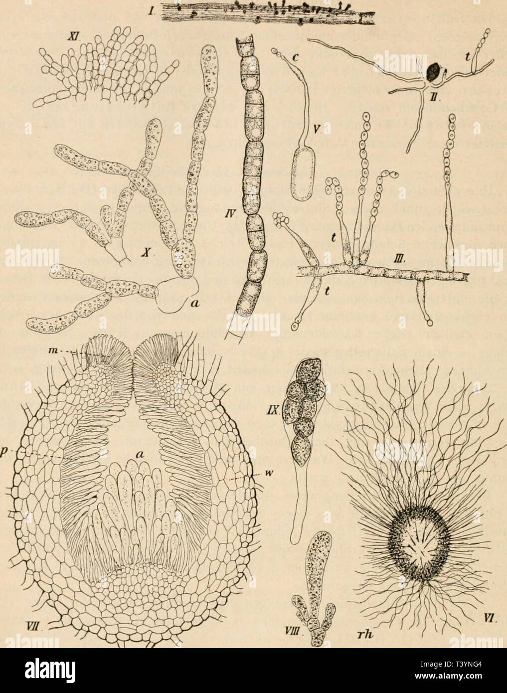 Archive image from page 473 of Die pilze in morphologischer, physiologischer,. Die pilze in morphologischer, physiologischer, biologischer und systematischer beziehung  diepilzeinmorpho00zopf Year: 1890  454 Die Pilze.    (B. 754.) Fig. 146. Chaetomium Kunzeanum Zopf. Gemeiner Haarschopfpilz. I StÃ¼ck eines Strohhalmes, mit Schlauch- frÃ¼chtchen. II Eine Ascospore har in Mistdecoct ein winziges Mycel und den ConidientrÃ¤ger / getrieben; 300 fach. III StÃ¼ck eines Mycelfadens aus einer Massencultur auf Brod, mit i- bis 2-zelligen ConidientrÃ¤gern /, welche z. Th. mit langen Conidienketten verse Stock Photo