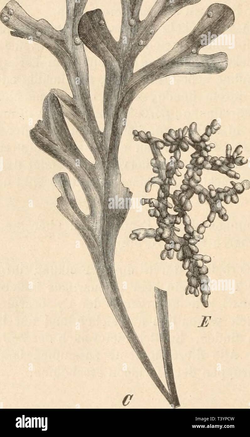 Archive image from page 557 of Die Natürlichen Pflanzenfamilien nebst ihren Stock Photo