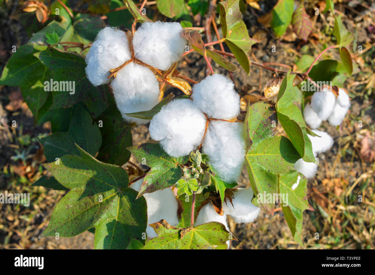Cotton ball hi-res stock photography and images - Alamy