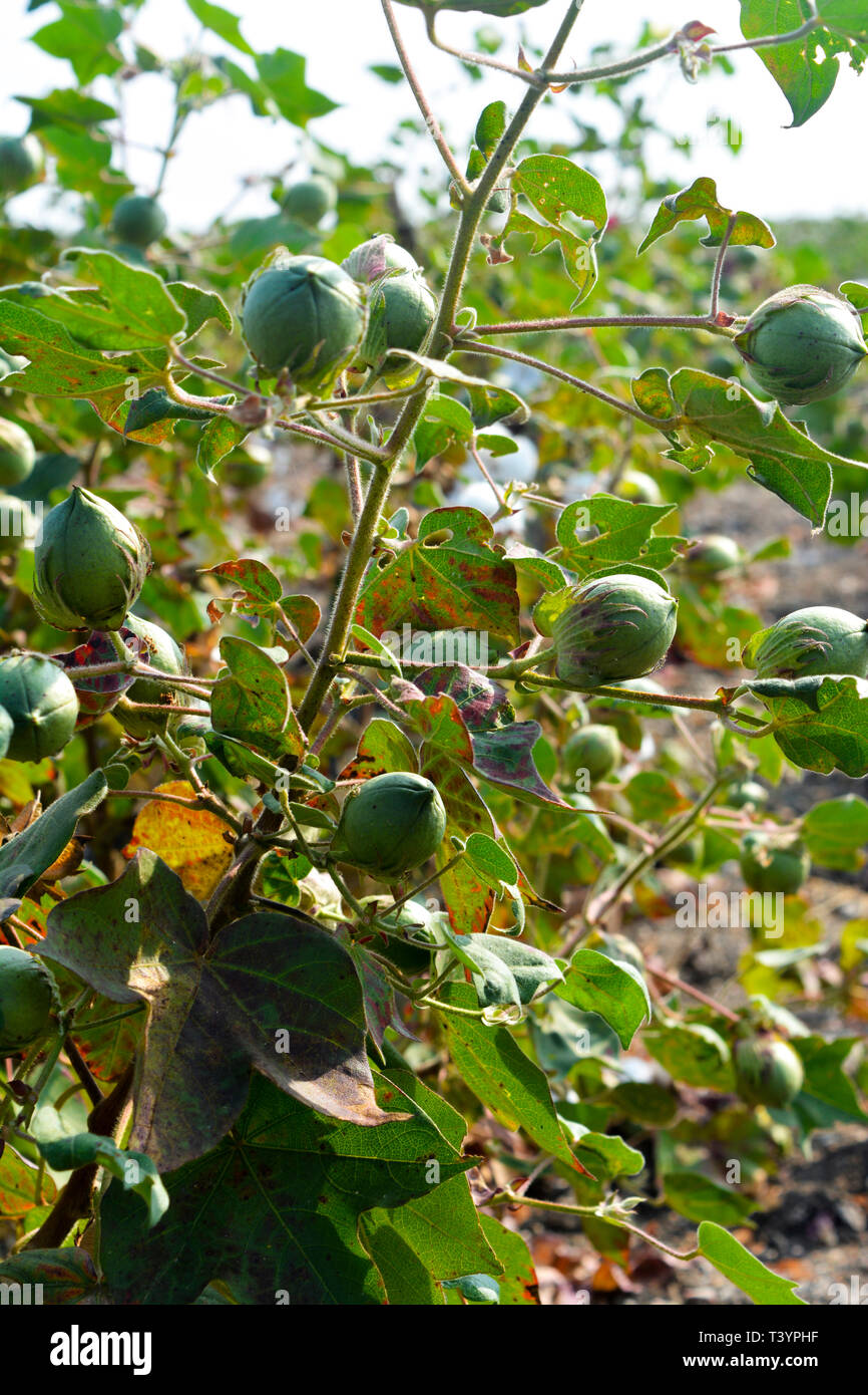 Cotton flowers, buds and plants in the field Stock Photo