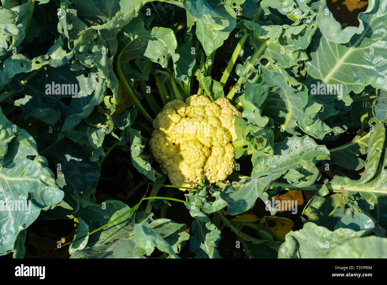 Fresh Cauliflower at Early Morning Stock Photo