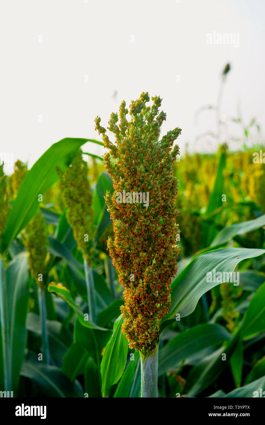 Sorghum or Millet field before harvest Stock Photo