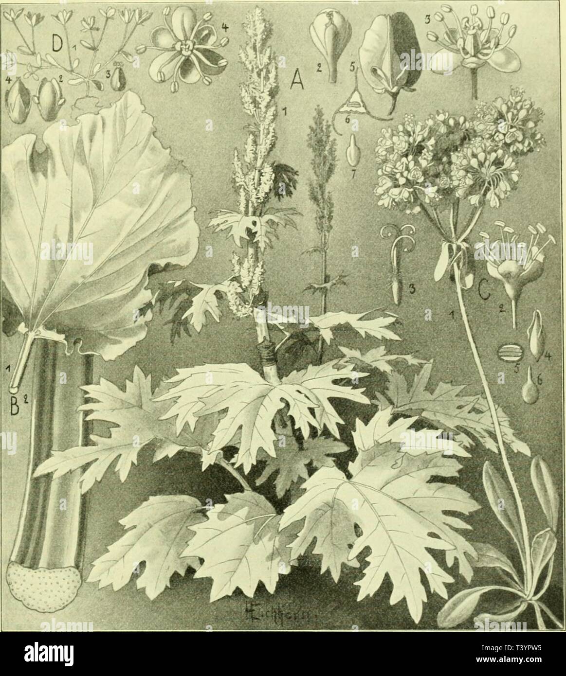 Archive image from page 632 of Die Pflanzenwelt (1913-1922). Die Pflanzenwelt  diepflanzenwelt01warb Year: 1913-1922.  antcnpflansen: mcMattlemc}: (Shtöterigeirädi'e). 535 ®cr größte Seit iie $Rf)a6at6crl be§ anbel§ [tammt bon tuilben flanjen, bocf) triib in Xibet bie «Pflanje in einzelnen öegcnben aucf) luUioiett: jelbft in 2)eutl(Ianb f)at man öerfurfjsipcii'e 9?abarber tuüioiert, ber eine beni ccfjtcn an öüte tautu narf)i'tef)enbe Xroge geliefert (jat.    9(66. 178: 3tf;a6at6er (Rheum), Sßjollantpfet (Eriogonum» unb Soenigie (Koenigia). DcrgrößCtt; 6) ruct im I C)Eriogonnm umbellatum: 1) I  Stock Photo
