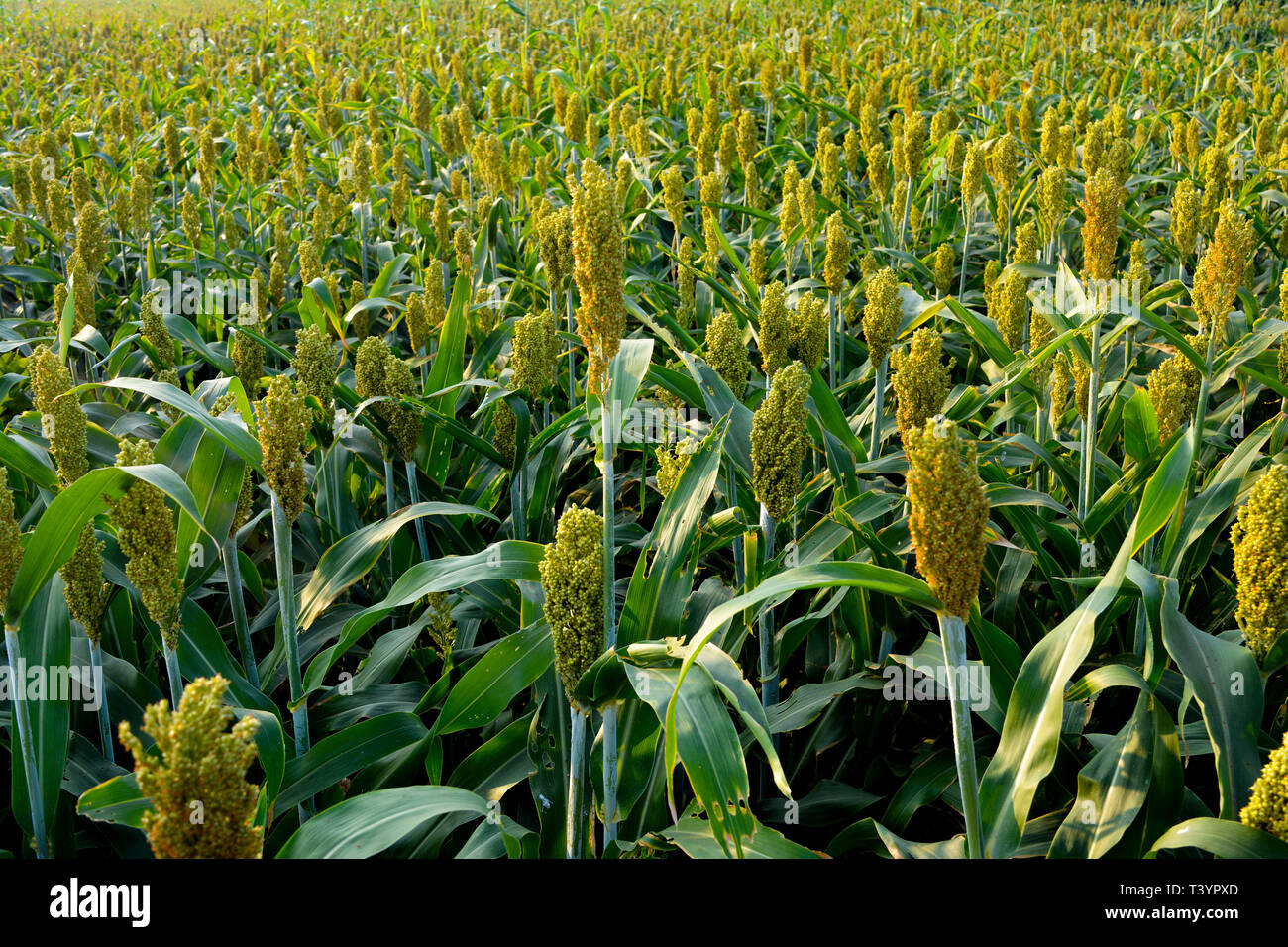 or Millet field before harvest Stock Photo Alamy