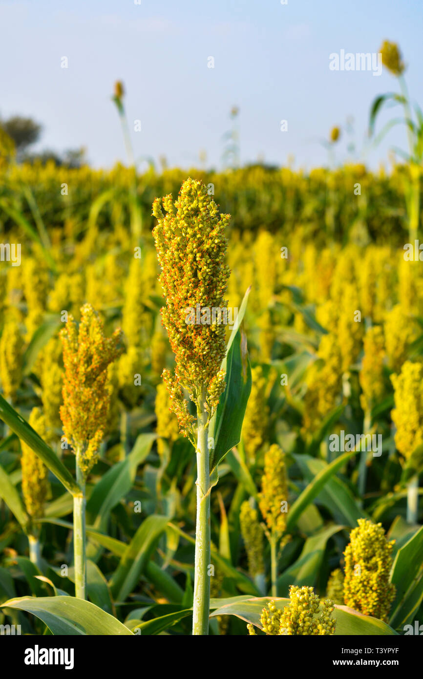 or Millet field before harvest Stock Photo Alamy