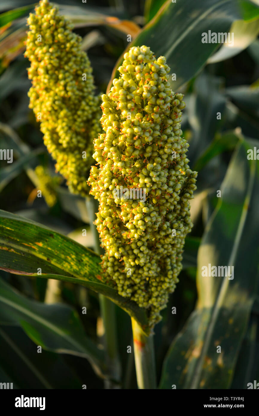 Millet field hires stock photography and images Alamy