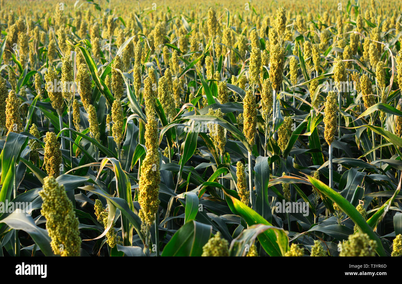 or Millet field before harvest Stock Photo Alamy