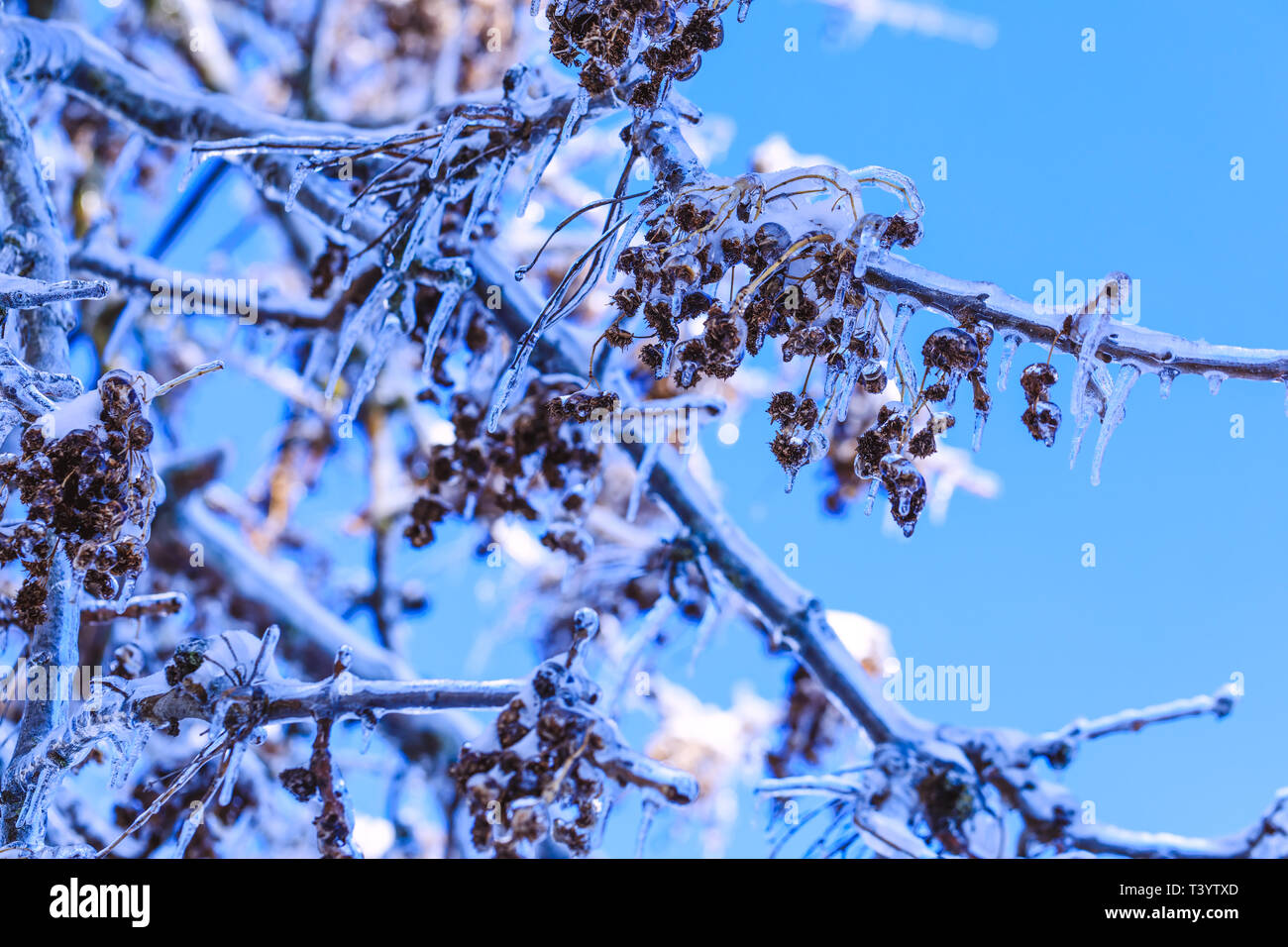 Cold Canadian Spring Canadian weather cataclysms with Ice sprouts in the cold spring. Spring ...