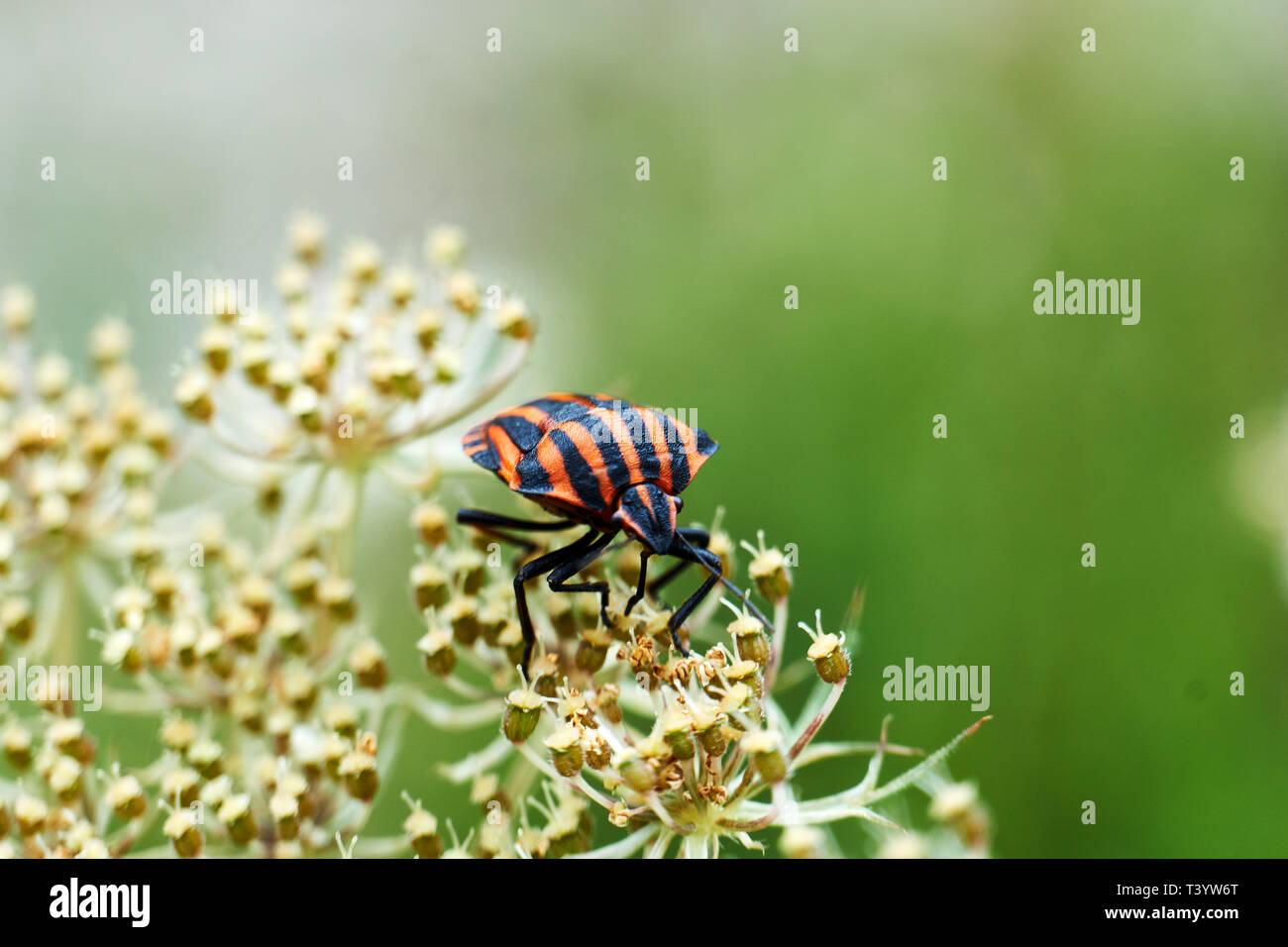 Little Red Bugs In field on a leaf Stock Photo Alamy