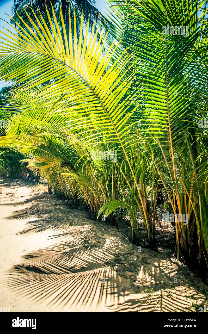 natural background of palm tree pattren Stock Photo