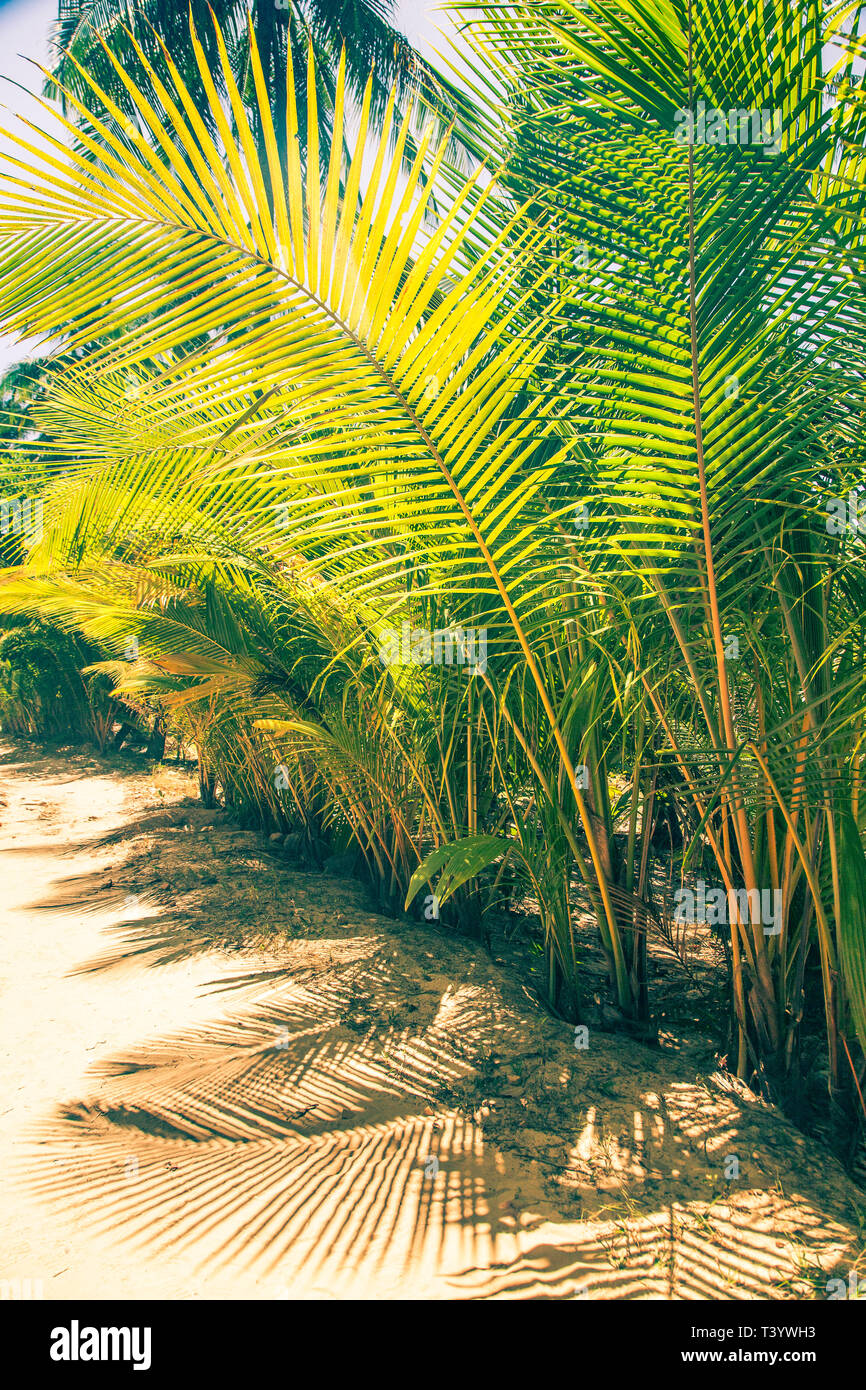 natural background of palm tree pattren Stock Photo