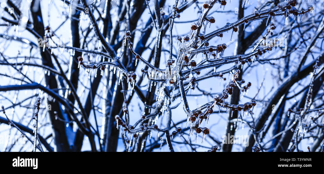 Spring buds with crystal icicles hanging from tree branches. Melting icicle and falling shiny drops over a bright frozen landscape. Canadian weather c Stock Photo