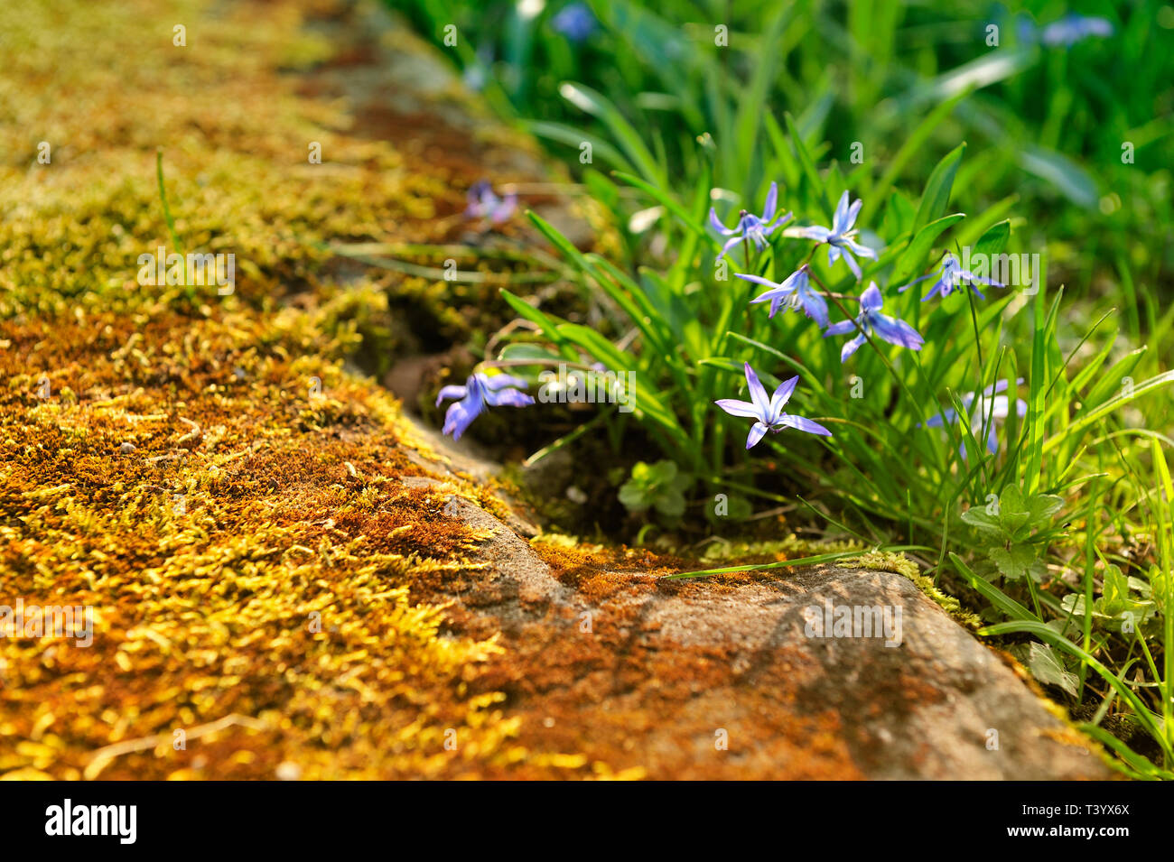 Floral details of spring meadow.Scilla sibirica.Blumendetails der Fruehlingswiese Stock Photo