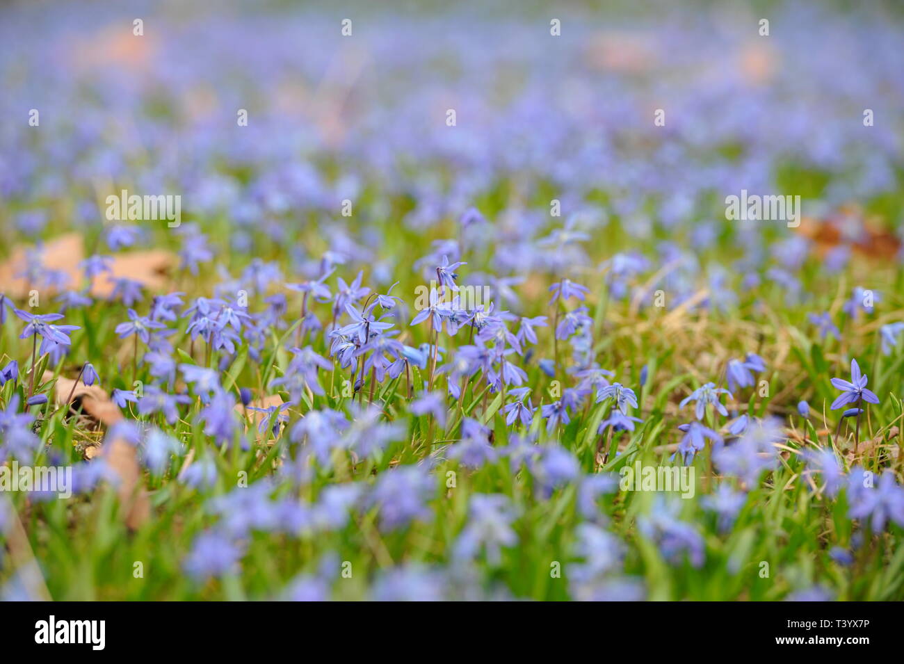 Scilla siberica  Blausternchen im Park,Scilla Blütenfest Das Blaue Wunder auf dem Lindener Berg,Hannover- Linden.Germany. Stock Photo