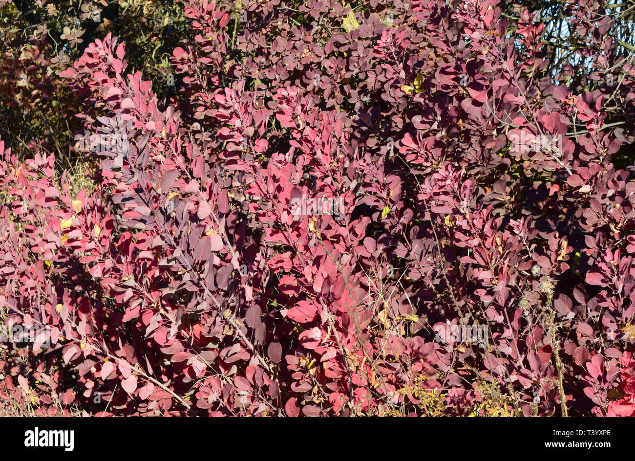 Autumn red color of leaves of cotinus coggygria. Paints of fall. Stock Photo