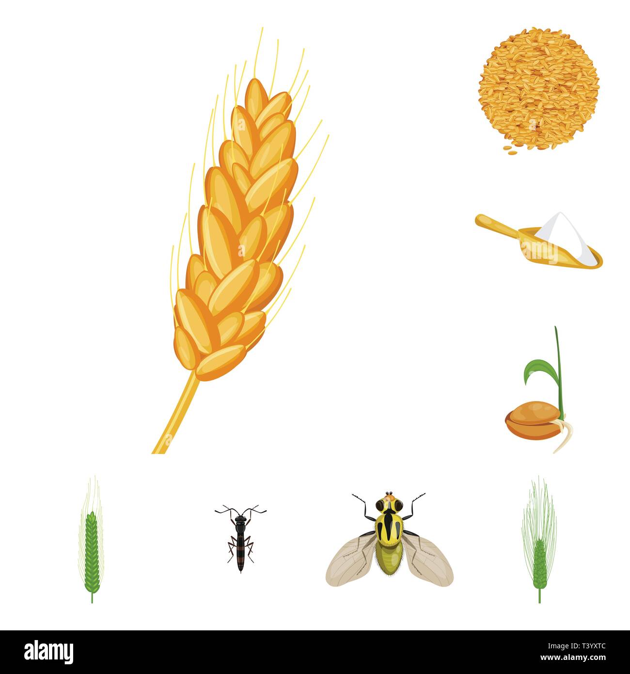spring,flour,seed,fly,barley,spike,seeds,meal,grow,winter,insect,durum ...