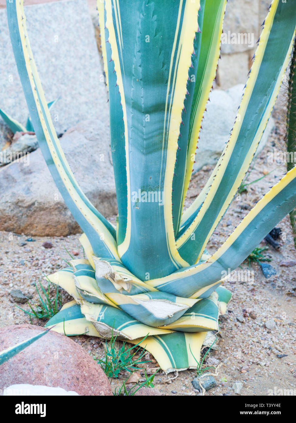 Agave tequilana, commonly called blue agave agave azul or tequila agave growing in Egypt Stock
