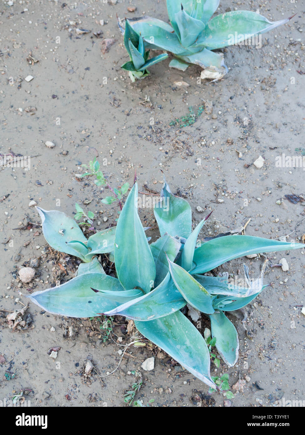 small Agave plant Agave plant tropical drought tolerance Stock Photo