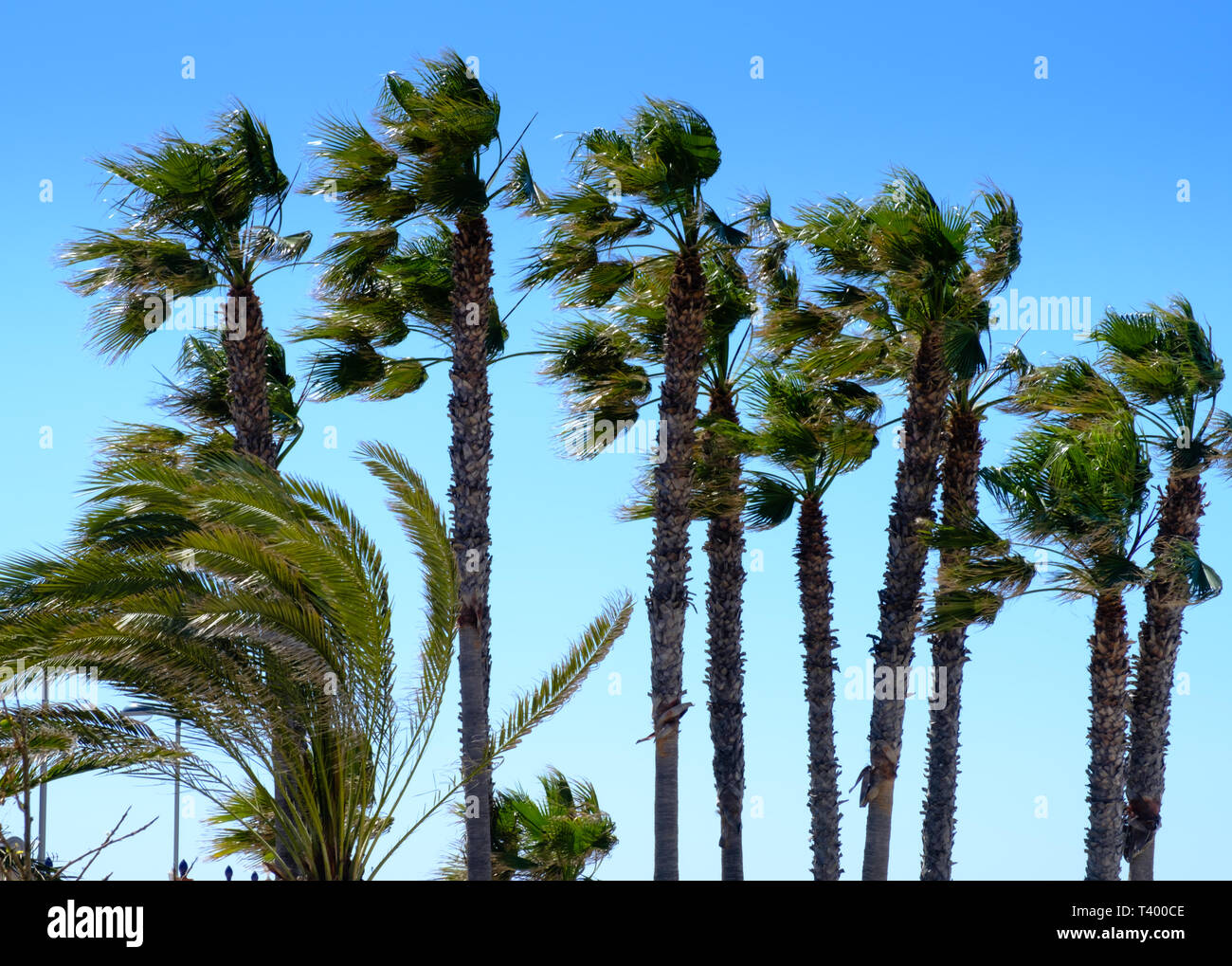 Windswept Palm Trees inTorrox Costa. Malaga, Andalucia, Costa del Sol, Spain Stock Photo