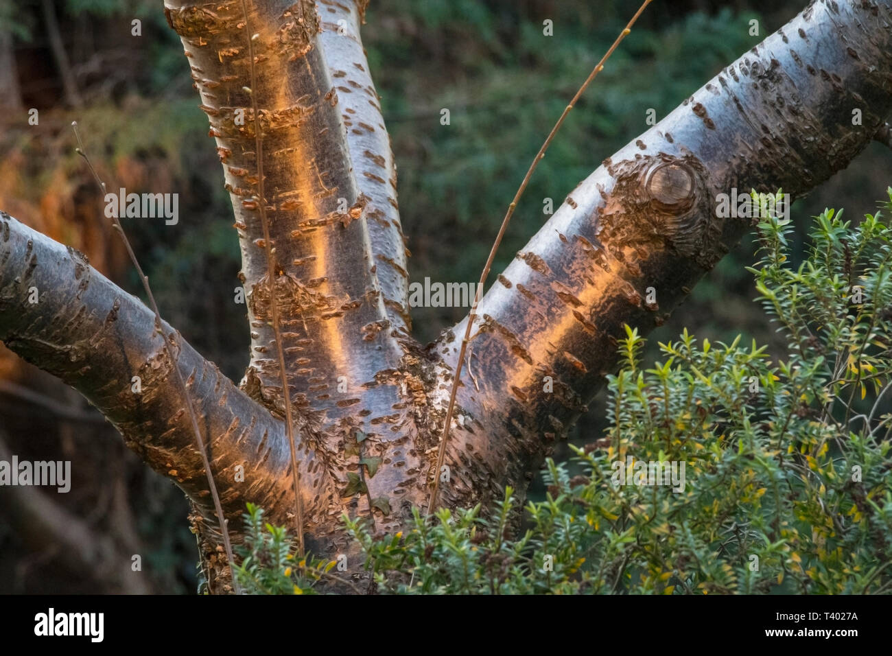 Beautiful bark on a Japanese cherry tree Stock Photo