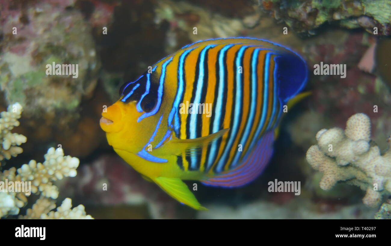 regal angelfish (Pygoplites diacanthus) or royal angelfish swimming in front of the beautiful panorama reef in the Red Sea in Egypt Stock Photo