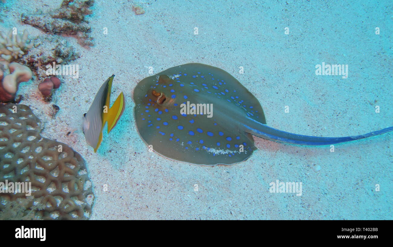 A blue spotted ribbon tail ray and a butterfly fish searching for food or prey in the sand bottom of the reef in the Red Esea in Egypt for food Stock Photo