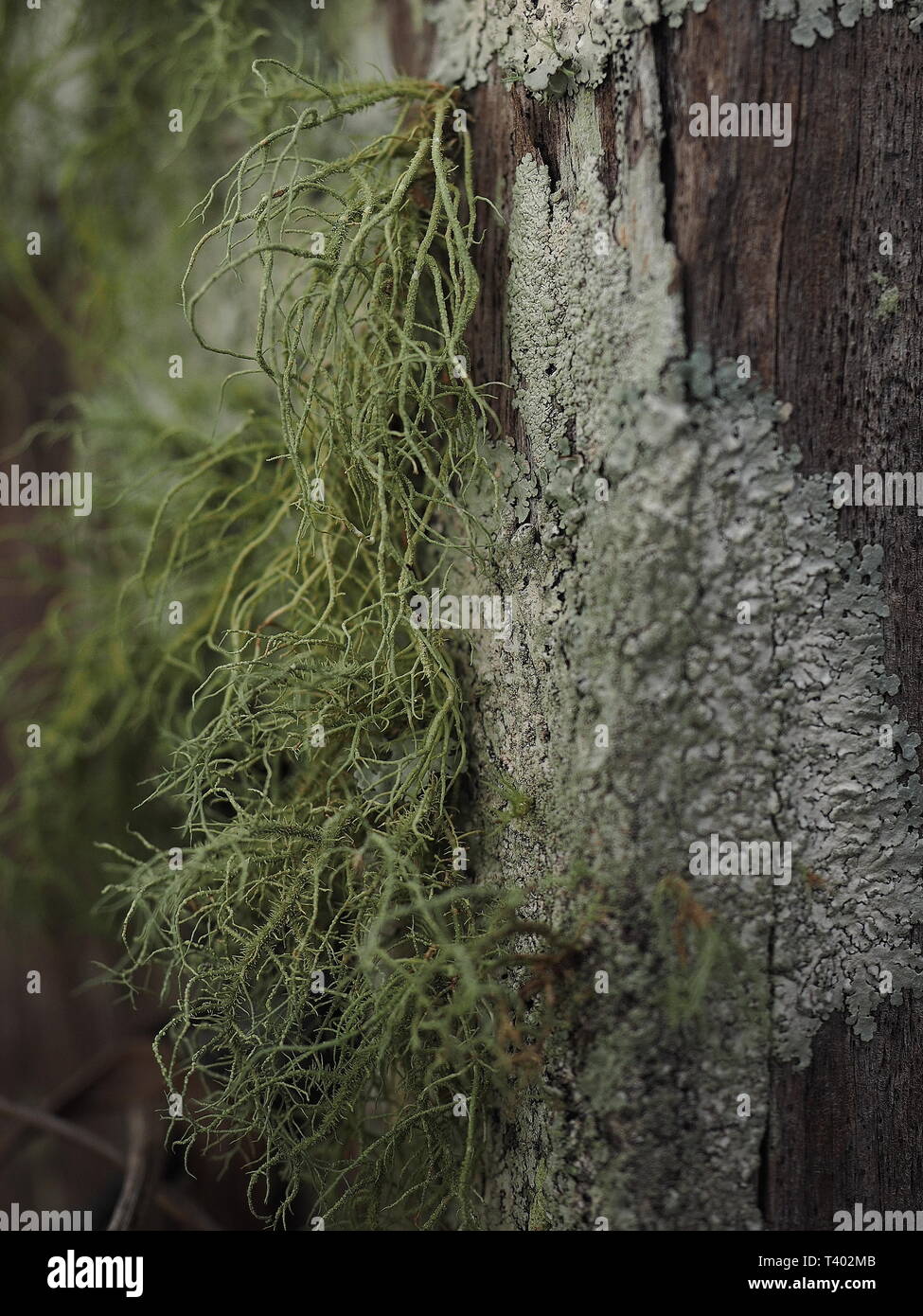 Lichen. Lichen growing in the wild, natural environment. Stock Photo