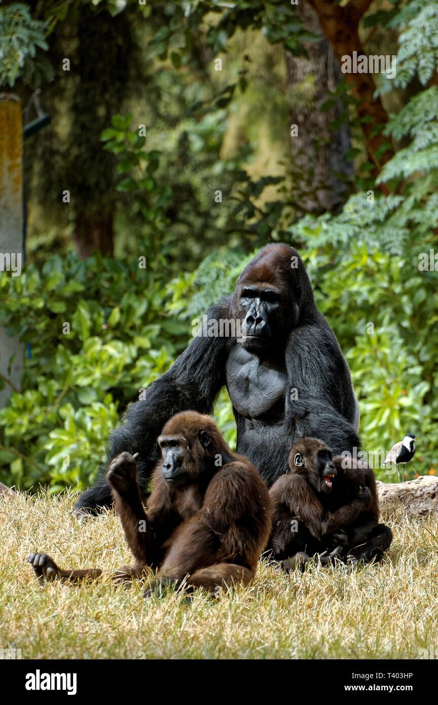 Picture Gorillas High Resolution Stock Photography And Images Alamy