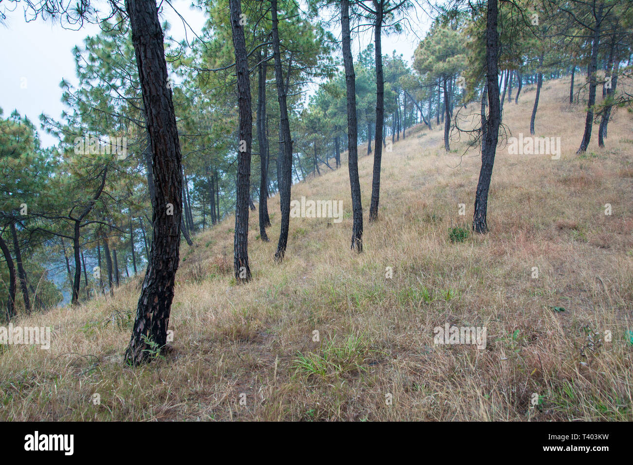 Hills, trees, pine forest and himalayas in remote area of Nepal Stock ...