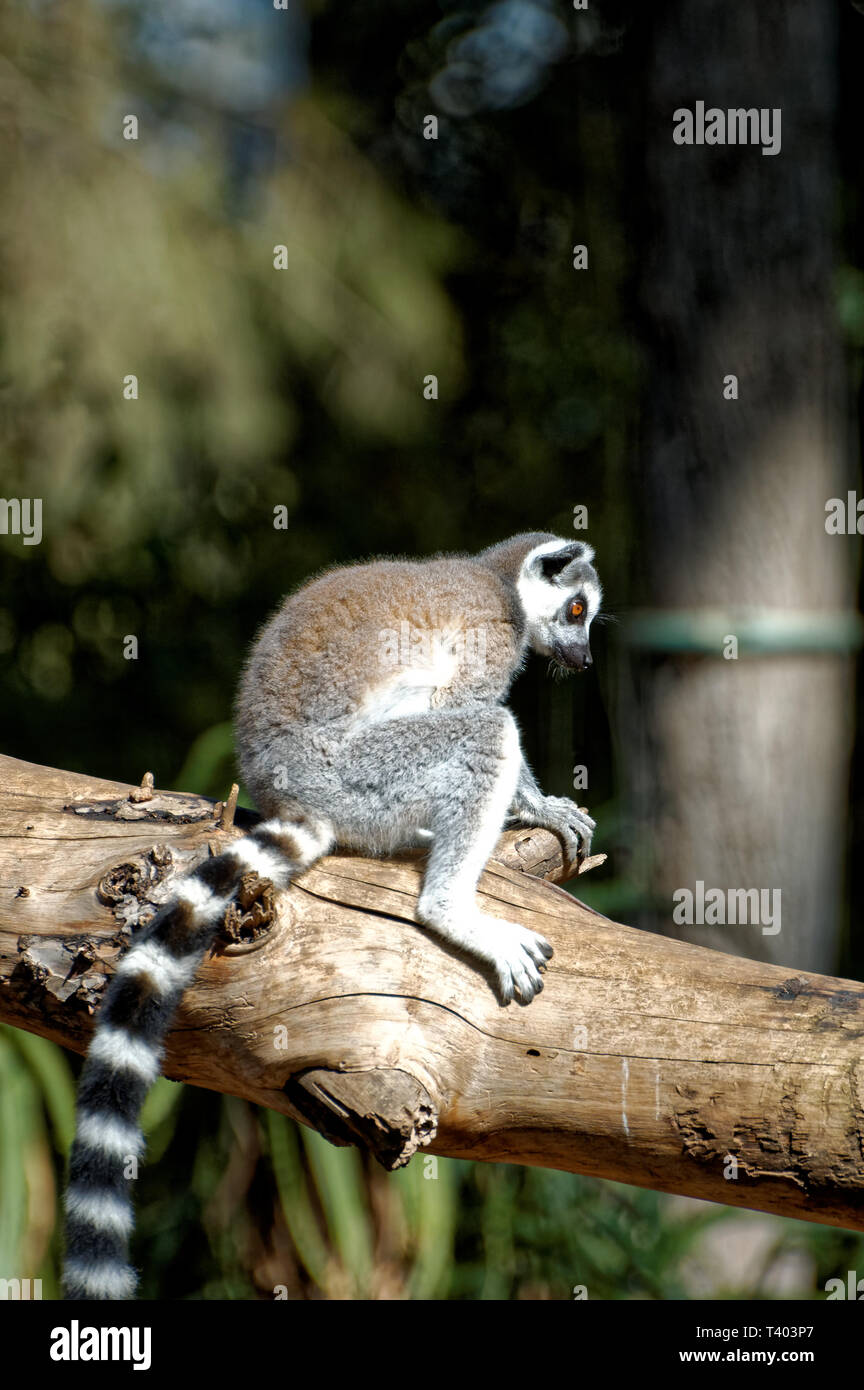 Photo Ring tailed lemur, cat lemur, catta, Lemur catta, family, lemur