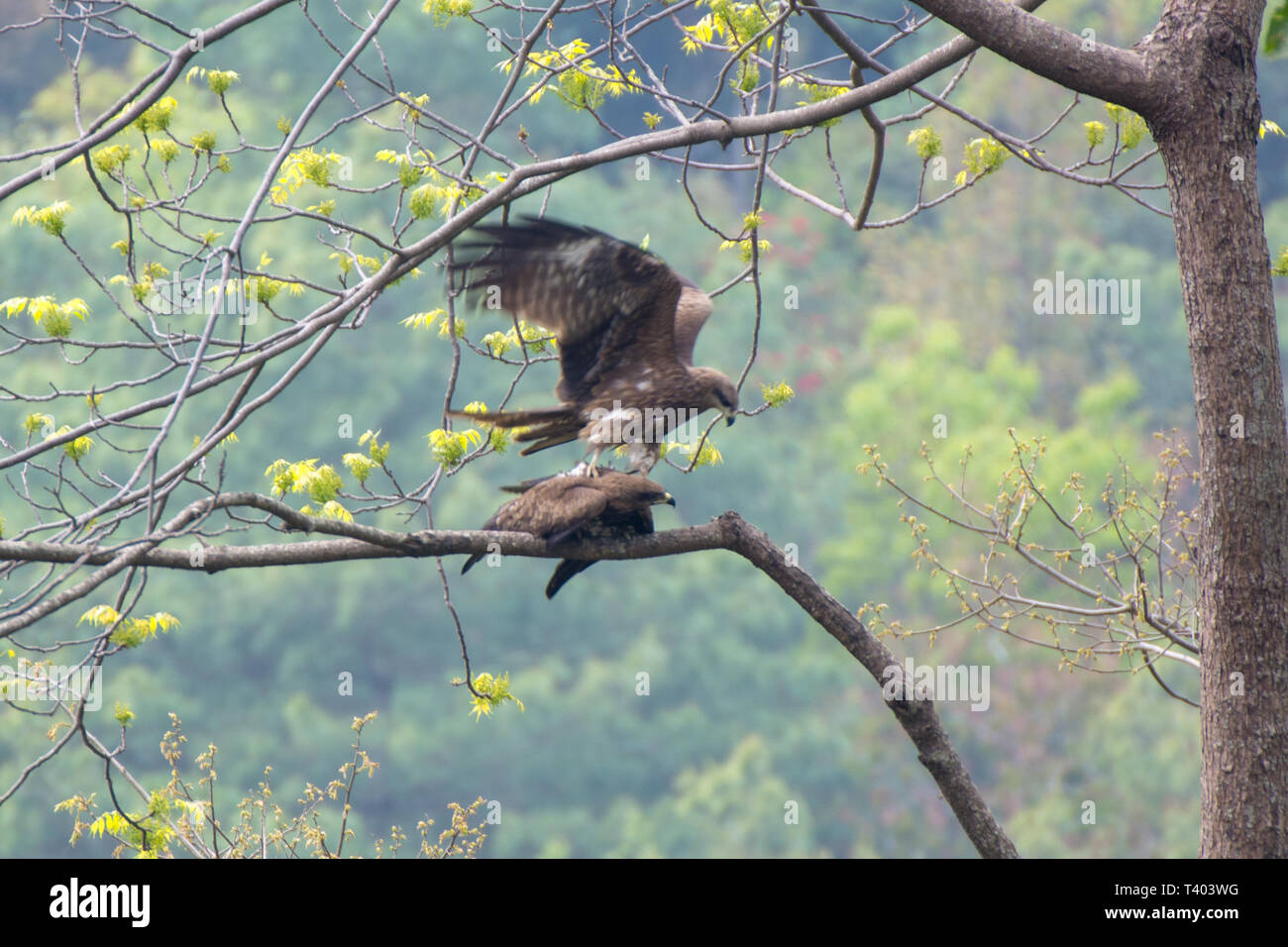 Two eagle in love on the tree in nature Stock Photo