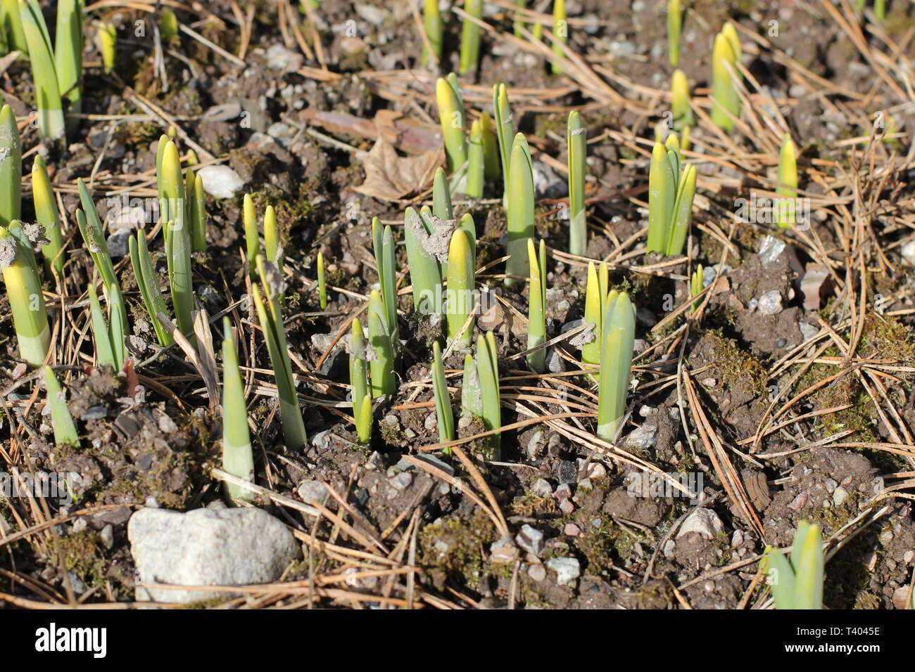Spring flowers starting to grow Stock Photo - Alamy