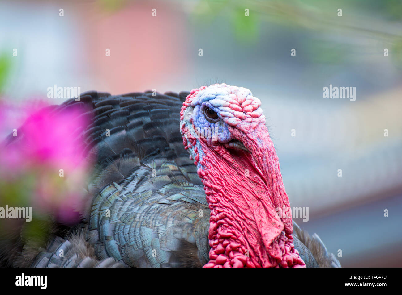Head of a turkey with bright red and blue colors and a green meadow as background Stock Photo