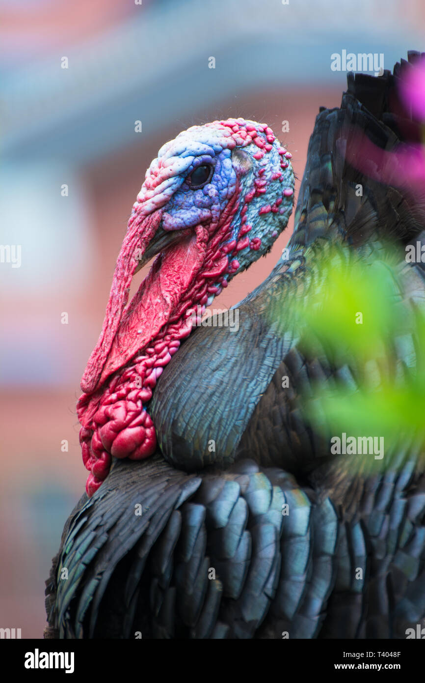 Head of a turkey with bright red and blue colors and a green meadow as background Stock Photo