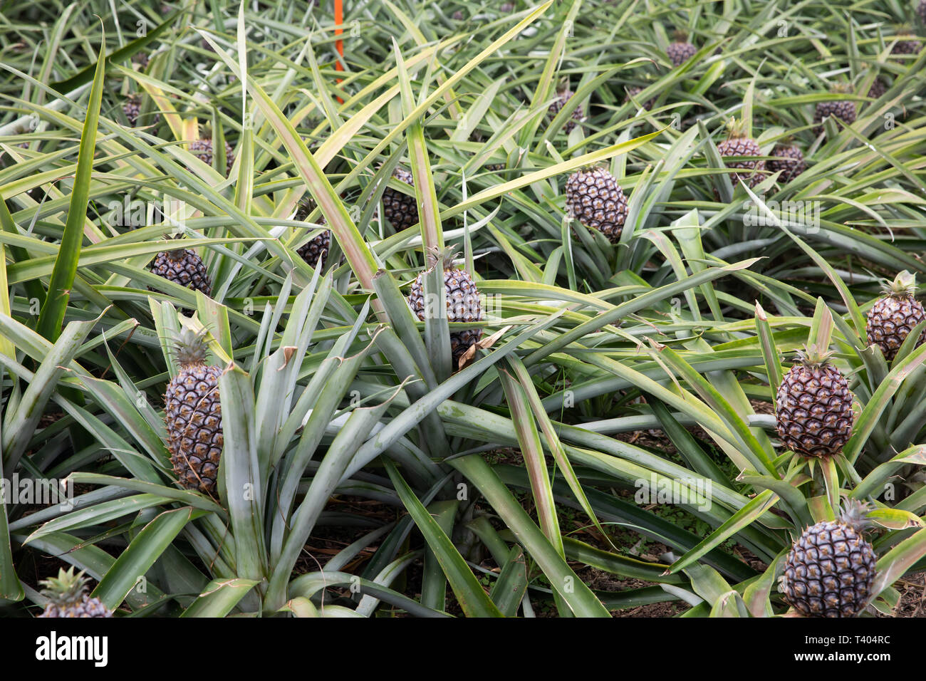 Pineapple Plantation Santo Antonio 1911 in Sao Miguel The Azores Stock
