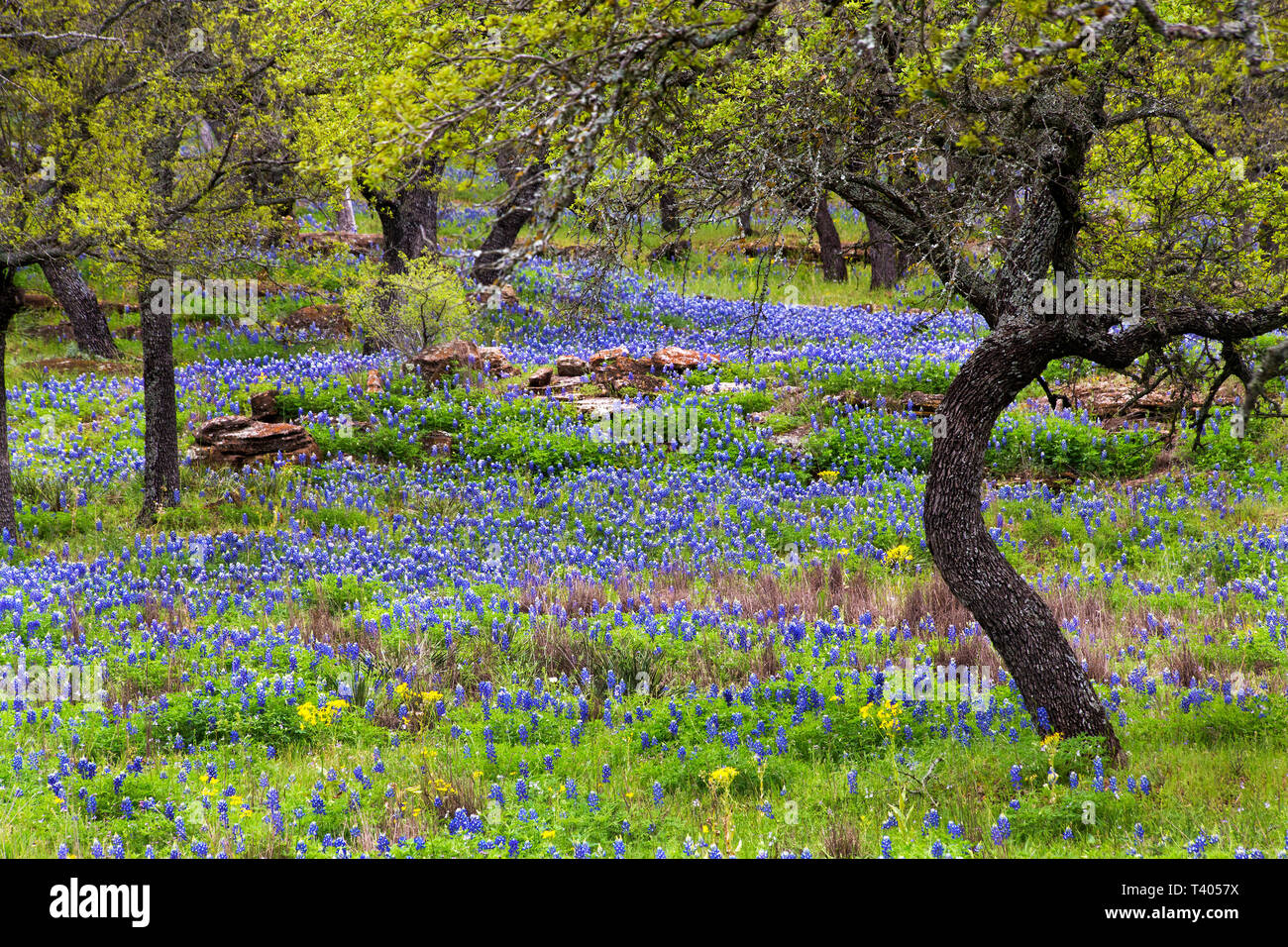 Bluebonnets on the Rocky Hills of the Texas Hill Country Stock Photo