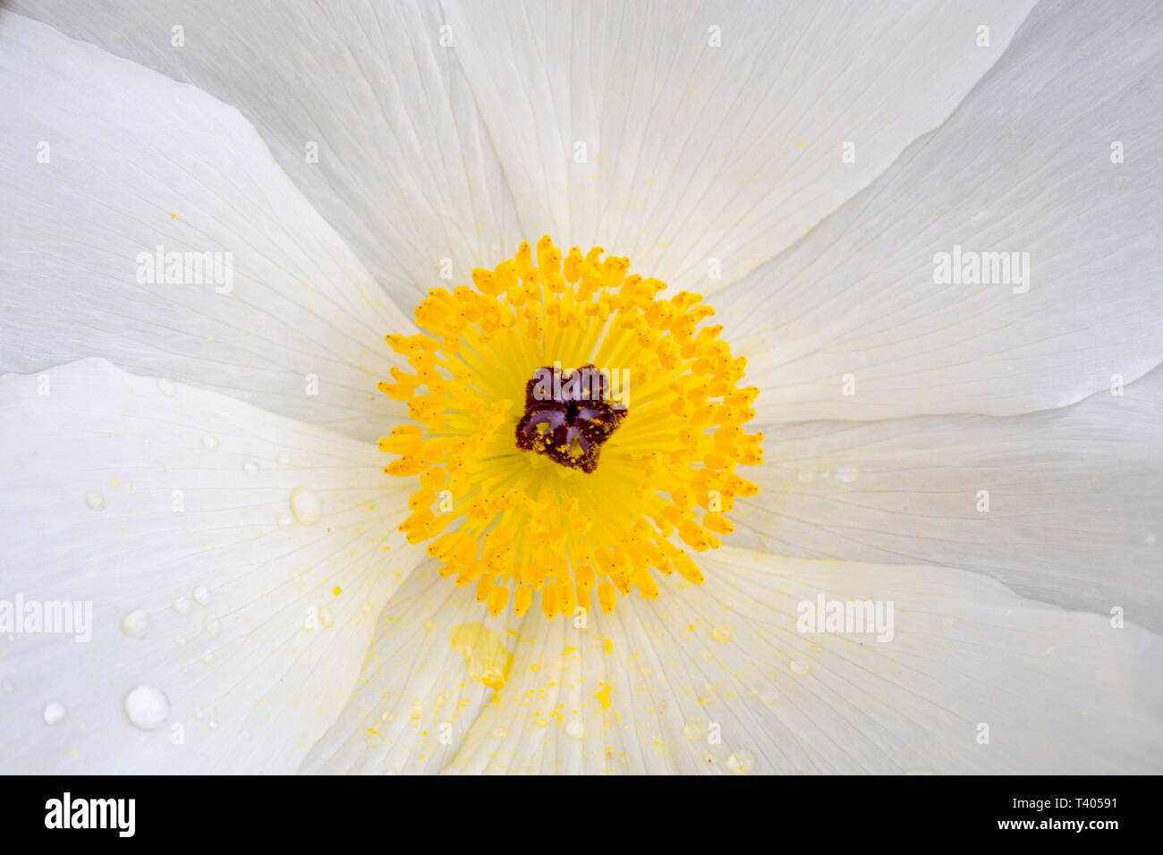 Closeup of a Wild White Poppy in the Texas Hill Country Stock Photo