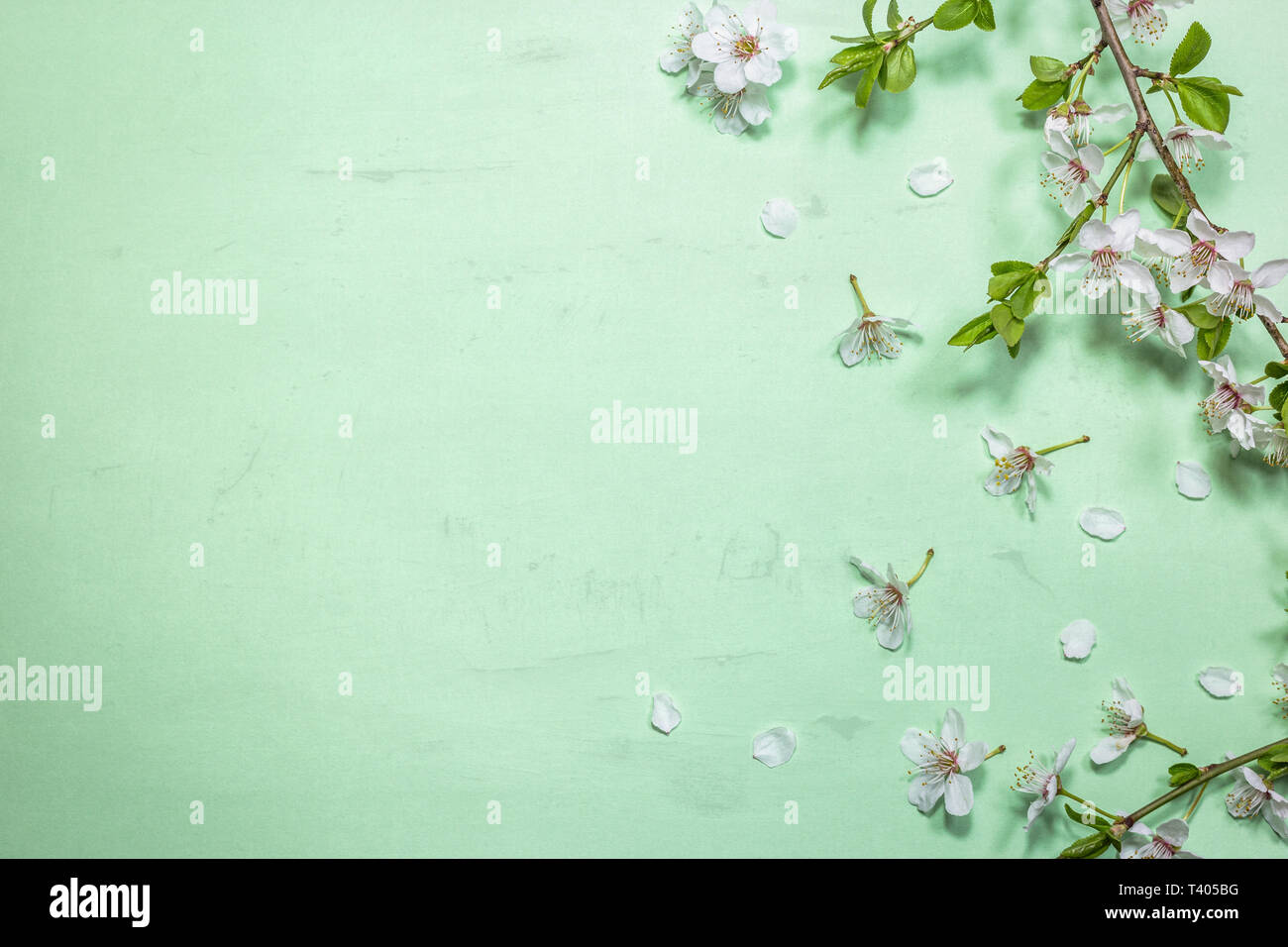 White spring blossom on green pastel color background, top view with copy  space. Vintage floral background. Floral pattern Stock Photo - Alamy