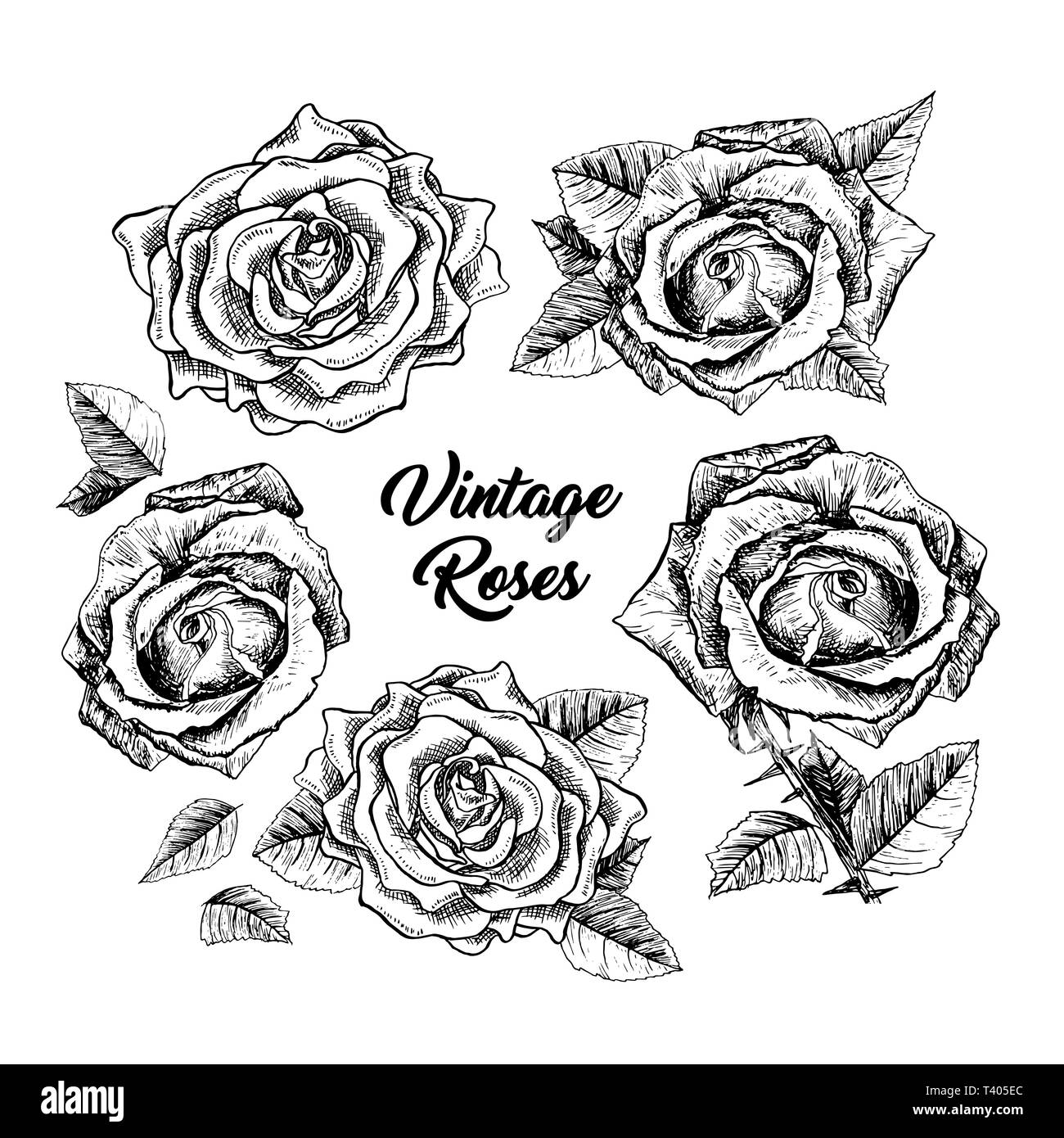 Rose illustration black pen hi-res stock photography and images - Alamy