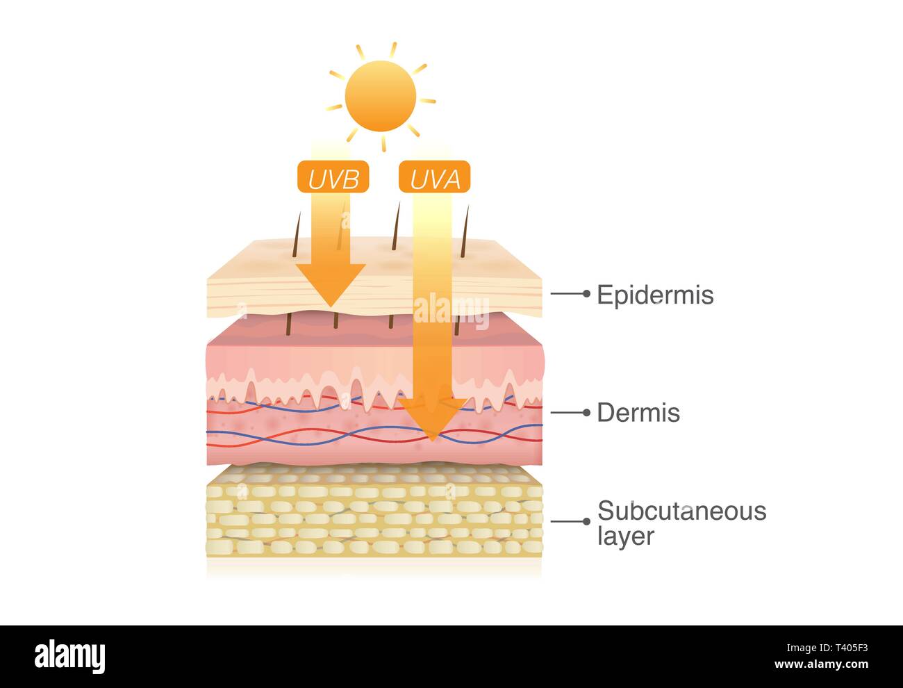 UVB rays penetrate into epidermis of skin layer and UVA deep into the dermis. Stock Vector