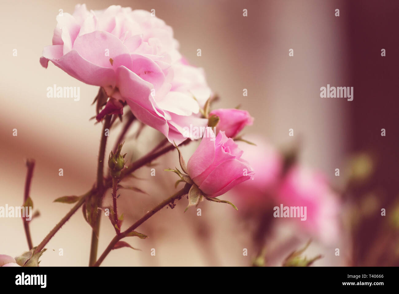 Pink Rose, beautiful nature background Stock Photo - Alamy